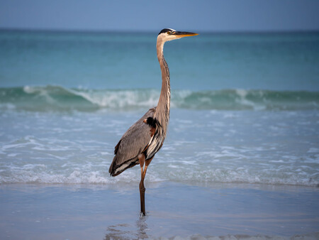 Entry image for Grayton Heron. Clicking this image will show a larger photo