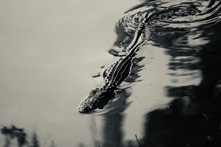 Entry image for Baby Gator. Clicking this image will show a larger photo