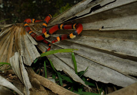 Entry image for Scarlet King Snake . Clicking this image will show a larger photo