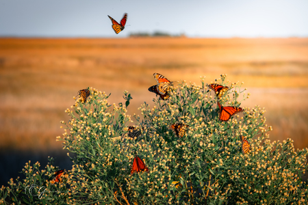 Entry image for Monarchs at St. Marks. Clicking this image will show a larger photo
