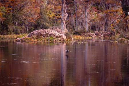 Entry image for Cormorant in Color. Clicking this image will show a larger photo