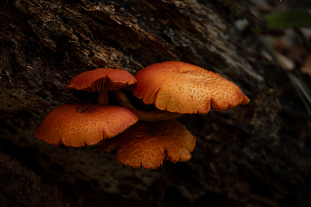 Entry image for Jack O Lantern Mushroom. Clicking this image will show a larger photo