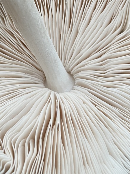 Entry image for Between the Lines of a Deer Mushroom . Clicking this image will show a larger photo