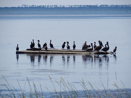 Entry image for Birds of a Feather. Clicking this image will show a larger photo