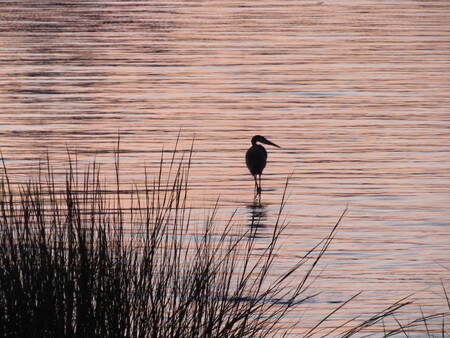 Entry image for Bayfront Bliss. Clicking this image will show a larger photo