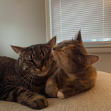 Entry image for Herb & Basil