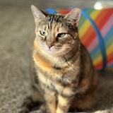 Entry image for Cleo