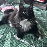 Entry image for Pochacco