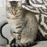 Entry image for Bobbie Girl 