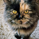 Entry image for Majesty