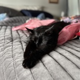 Entry image for Binx