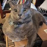 Entry image for Freya Gray