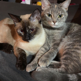 Entry image for Cardboard and Ashtray