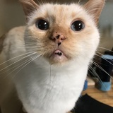 Entry image for Christopher Gray