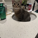 Entry image for Monty (AKA Professor X)