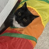 Entry image for Ollie