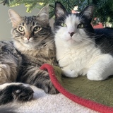 Entry image for Stella & Sugar