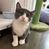 Entry image for Henry