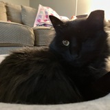 Entry image for Cy (formerly known as Kit Kat)