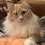 Entry image for Sulley