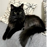 Entry image for Enzo, il Gatto Nero