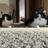 Entry image for Boo & Scout