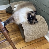 Entry image for Princess Buttercup