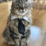 Entry image for Mr. Felix