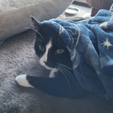 Entry image for Morry