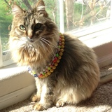 Entry image for Bella