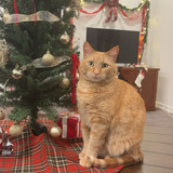 Entry image for Scooter