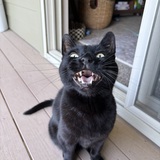 Entry image for Mister