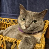 Entry image for Pinkie