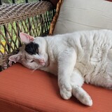 Entry image for Manfred