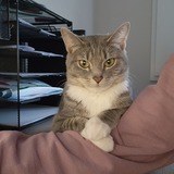 Entry image for Pepper