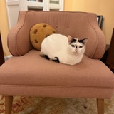 Entry image for Cookie