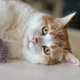 Entry image for Norman