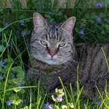 Entry image for Fred Adam Alan Haeder