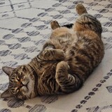 Entry image for Gunner