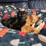 Entry image for Bosco & Flopsie