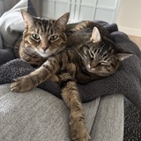 Entry image for Peanut & Noel