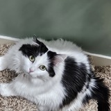 Entry image for Nikki