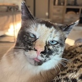 Entry image for Sunny