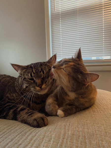 Entry image for Herb & Basil. Clicking this image will show a larger photo