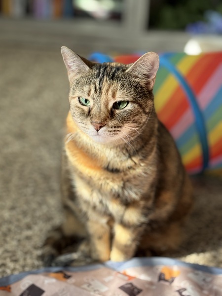 Entry image for Cleo. Clicking this image will show a larger photo