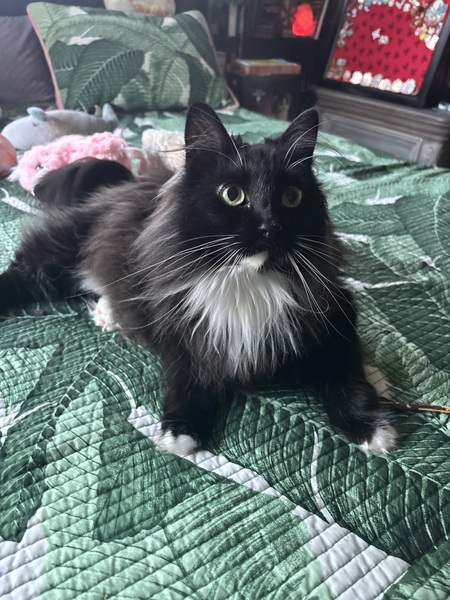 Entry image for Pochacco. Clicking this image will show a larger photo