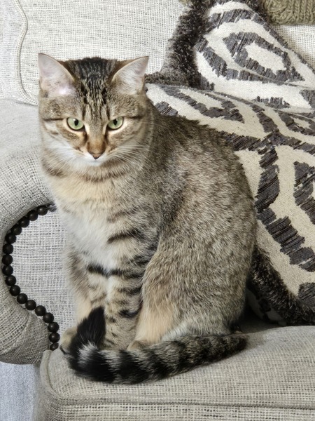 Entry image for Bobbie Girl . Clicking this image will show a larger photo