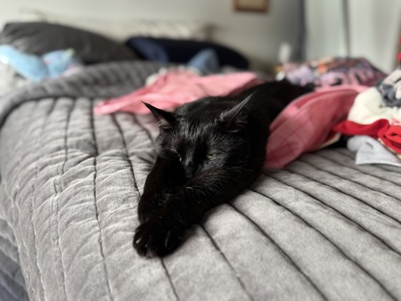 Entry image for Binx. Clicking this image will show a larger photo