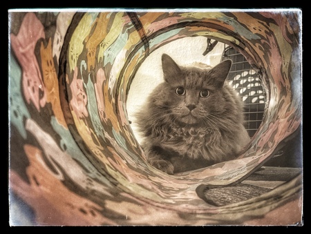 Entry image for Sir Pancakes. Clicking this image will show a larger photo