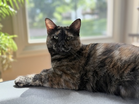 Entry image for Flossie. Clicking this image will show a larger photo